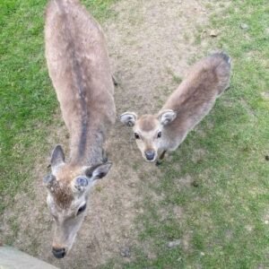 I THOUGHT THEY WERE JUST CURIOUS DEER — UNTIL I SAW WHAT THE LITTLE ONE WAS CARRYING
