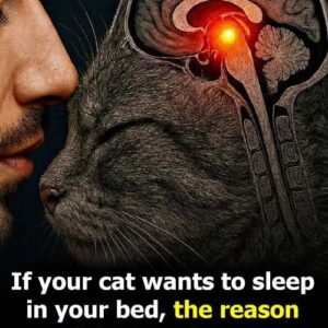 Why Cats Sleep With You