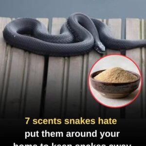 Scents That Deter Snakes