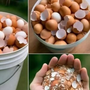 Don’t Toss Those Eggshells: 17 Ways to Reuse Them