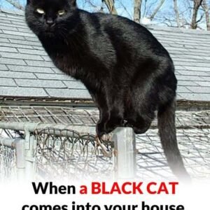 What does it mean to meet a black cat?