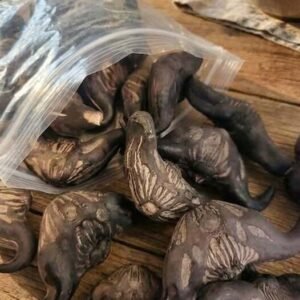 5 Warning Signs a Wild Forest Root May Not Be Safe to Eat