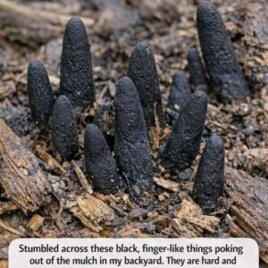 Strange Black Mulch Growth