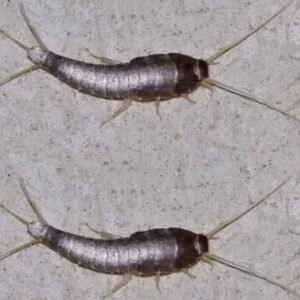 What It Means When You Spot This Insect in Your Home