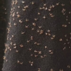 What I Found on My Pant Leg After Walking Outside