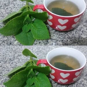 5 Reasons Seniors Should Add Oregano to Their Diet, Exploring Antioxidant Benefits, Heart Health Support, Immune Boosting Properties, Digestive Aid, And Anti-Inflammatory Effects, While Offering Simple Ways To Include This Powerful Herb In Daily Meals And Highlighting Its Role In Promoting Overall Wellness Naturally As Part Of A Balanced And Healthy Lifestyle Routine