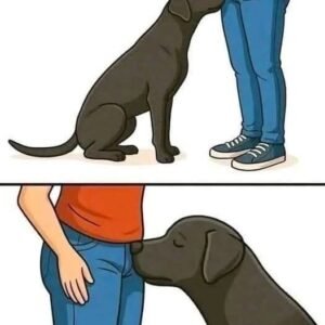 If your dog is sniffing your genital area, it means you have…