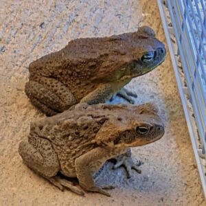 Why a Toad Might Appear in Your Home and What It Could Mean