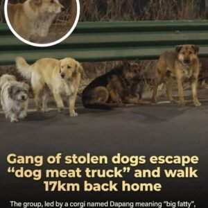 Seven Dogs Escape Together