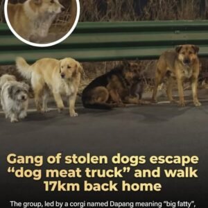 Seven Dogs Go Viral After Escaping Suspected Dog Meat Truck, Traveling 17km Together Led By Heroic Corgi “Dapang,” They Navigate Highways And Fields In Freezing Conditions While Protecting An Injured German Shepherd Sparking Millions Of Online Views, Volunteer Search Efforts, And Global Admiration Before Joyfully Reuniting With Their Families In A Heartwarming Tale Of Loyalty, Teamwork, And Courage