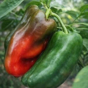 Benefits and Contraindications of Eating Peppers