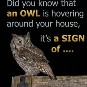 Did you know that an owl is hovering around your house when night falls