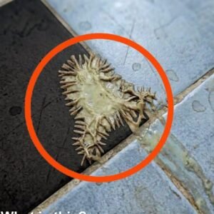 Bathroom Mystery Item