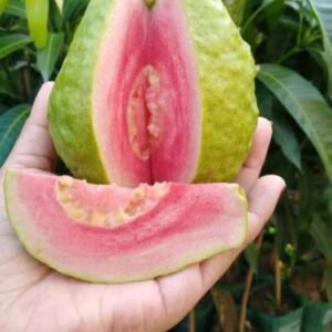 Doctors reveal that guava leaf tea causes…