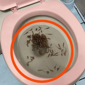 These things show up in my toilet after it rains. Any idea what they are?