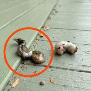 I went out onto the balcony this morning and saw this on the floor.