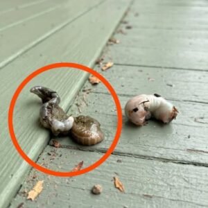 Balcony Discovery Shock