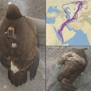 The Incredible Journey of a Migrating Eagle and What It Teaches Us About Nature