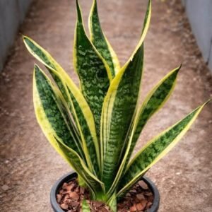 If you have this plant in your house, then you have… see more