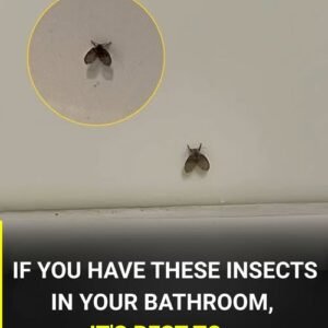 The bathroom fly that appears in many homes and what could indicate its presence