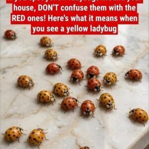 Why Yellow Ladybugs Appear in Gardens and What They Can Tell You About Your Plants