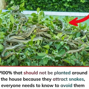 Plants That Should Not Be Planted Around the House Because They May Attract Snakes, Exploring How Dense Ground Cover, Overgrown Shrubs, Moist Environments, and Certain Landscaping Choices Can Create Hiding Spots for Wildlife, While Experts Explain What Really Increases Snake Encounters and Why Proper Yard Maintenance Matters More Than Any Single Plant Type Alone
