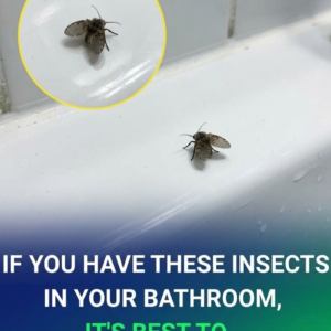 The Bathroom Fly That Appears in Many Homes and What Its Presence Could Indicate Explores Why Drain Flies Often Gather Around Sinks, Showers, and Pipes, Revealing How Moisture, Organic Buildup, and Poor Drain Maintenance Create Ideal Breeding Conditions, While Experts Explain What These Tiny Insects May Suggest About Household Hygiene and How Proper Cleaning Can Help Prevent Infestations Naturally