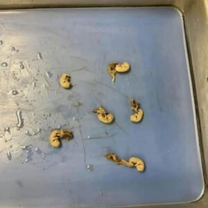 Hidden Seeds Food Warning
