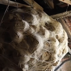 HOMEOWNER FINDS HORRIFYING COLONY IN ATTIC AND IS STUNNED BY ITS GIGANTIC SIZE