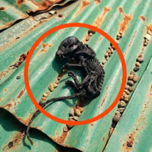 I Climbed Up to Fix a Leaky Roof and Discovered Something That Changed Everything Forever