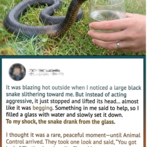 Wild Snake “Begged” Me for Water—But When Animal Control Realized…