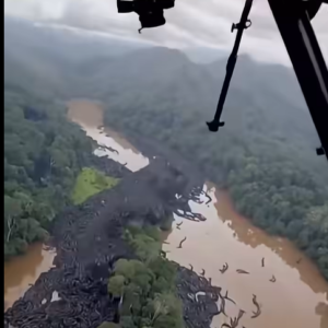 OMG Unbelievable footage from the Amazon…