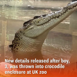 New details released after boy, 3, was ‘thrown into’ crocodile enclosure at UK zoo