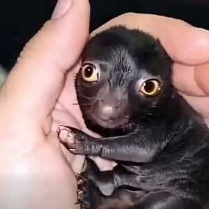 He Brought Home a Strange Forest Creature—A Year Later, He Couldn’t Believe What It Became
